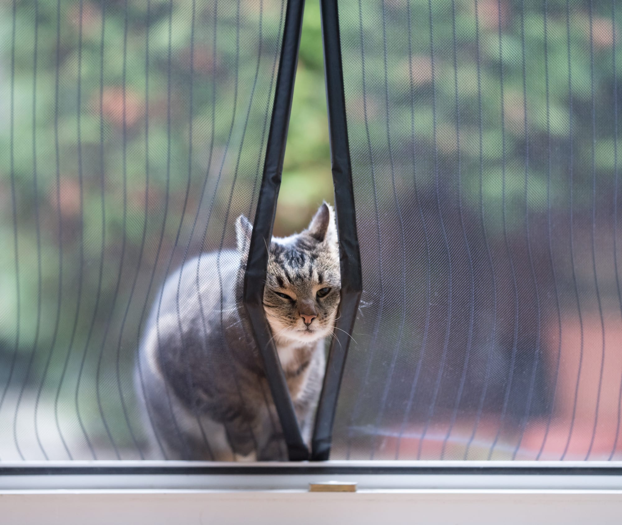 Kedi Sinekliği Nedir?